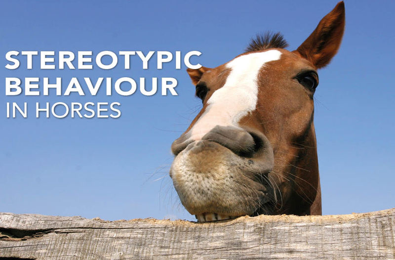 Stereotypic Behaviours in Horses: Why They Happen and How to Manage Them - Equine Science Matters™